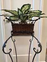 Full view of stand with basket and plant