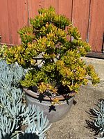 Full view of mature Crassula ovata 'Gollum' jade plant in ceramic pot