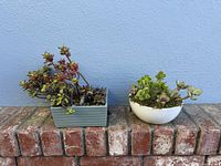 Both planters side by side showing size, shape and plant condition