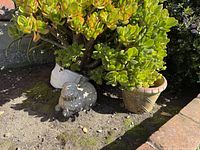Overall view of jade plant in white pot, smaller pot, and bunny