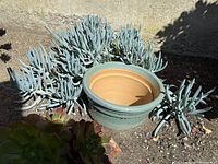 Overall view of round blue-green ceramic planter pot in garden bed