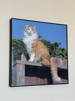 Framed cat photograph hung on wall