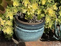 Blue speckled ceramic pot with succulents shown outdoors against other plants