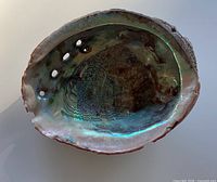 Interior view showing iridescent surface and holes