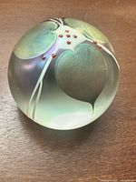 Overall view showing iridescent coloration and leaf design