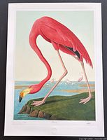 Full view of the Flamingo print showing entire image and border