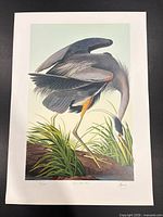 Full view of unframed Great Blue Heron print with margins