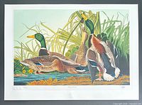 Full view of Mallard Duck lithograph with border