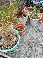 Group of assorted planters showing teal, terracotta, beige pots with plants