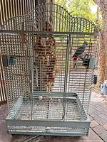 Full frontal view of metal bird cage showing size and accessories