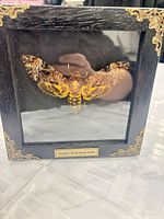 Full view of framed moth specimen showing frame, glass, and specimen