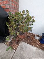 Full view of potted jade plant situated outdoors