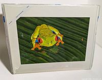 Front view of shrink-wrapped matted photograph showing frog image and white mat