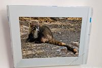 Matted wildlife photograph print of a coati in protective sleeve