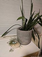 Snake plant in concrete pot next to Rhipsalis in beige pot