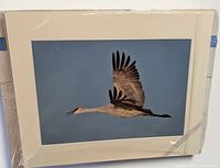 Front view of matted print sealed in plastic, bird in flight