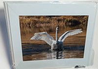 Front view of matted swan photograph sealed in plastic