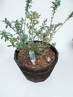 Overall view of blueberry plant in wooden barrel planter with mulch and tag