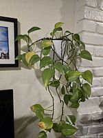 Trailing golden pothos hanging on wall in white pot