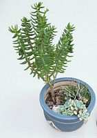 Overall view of ceramic pot with mixed succulents showing plant varieties and pot chip