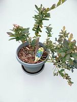 Potted blueberry plant in grey plastic pot with saucer, showing foliage and unripe berries