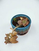 Top view of blue/teal ceramic pot with succulent and saucer