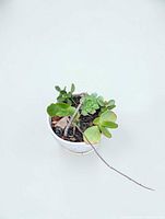 Top view of white ceramic pot with mixed succulents showing plant varieties and condition