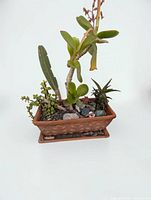 Overall view of planter showing container design, plant variety, stone top dressing, and condition