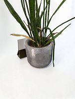 Full view of snake plant in gray concrete pot on white background