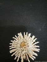 front view of white floral brooch showing petals and gold center