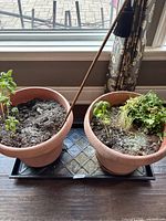 Pair of resin planters with soil, plants, tray and stake