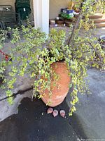Full view of mature succulent spilling over tall terracotta pot with pot feet visible