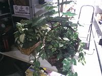 Both artificial plant arrangements side by side showing size and basket styles