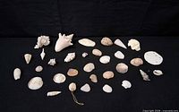 Full layout of all seashell pieces on black cloth