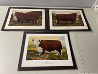 Three mounted cattle prints on table