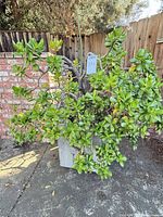 Full view of jade succulent in planter