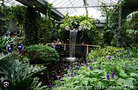 Indoor tropical garden with waterfall inside the conservatory