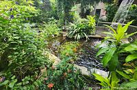 Indoor tropical garden pond with lush plants at Cambridge Butterfly Conservatory