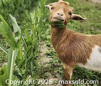 Goat eating leaf, example of farm animal attraction