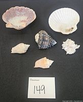All six shells laid out showing size and variety