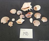 Group view of all seashells spread on black background