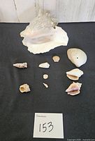 Full lot view showing all ten shells on black background