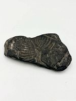 Top view showing trilobite rib impressions on shale specimen