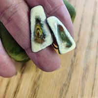 Front view showing enamel design and shape