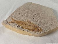 Oblique view of fossil fish on limestone slab