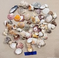Overhead view of entire assortment of shells laid out on dotted surface