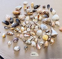 Full lot overview of assorted seashells spread on surface