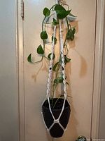 Full view of pothos plant hanging in macrame with ceramic pot