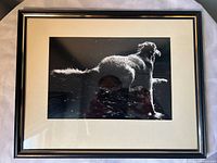 Front view of framed photograph showing image, mat and frame