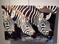 Front view of canvas showing three zebras drinking water